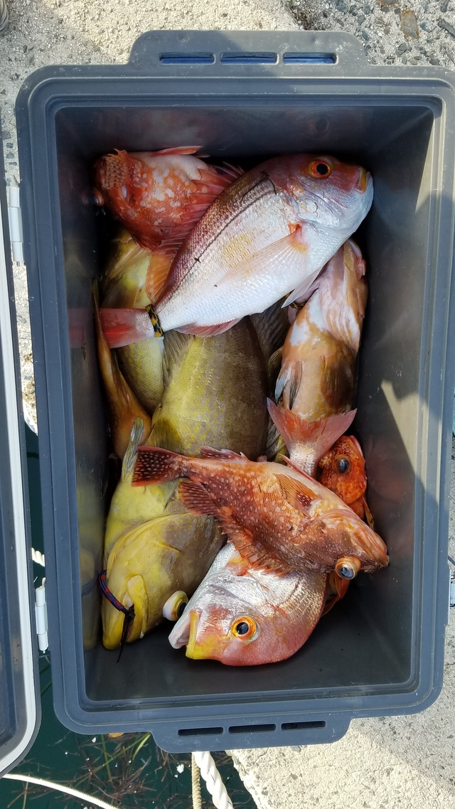 ヤズ4.00kg!1匹!の釣果|2021年5月9日|ともまる(福岡/岐志漁港