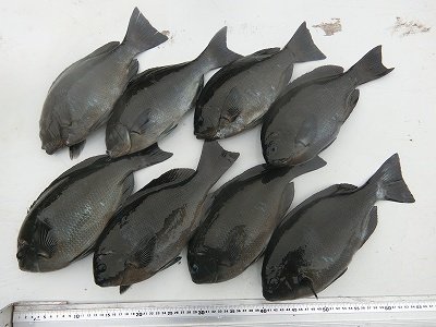 グレ33cm 8匹 の釣果 21年5月11日 上野渡船 和歌山 大引港 釣割 グレ33cm 8匹 の釣果 21年5月11日 上野渡船 和歌山 大引港 釣割