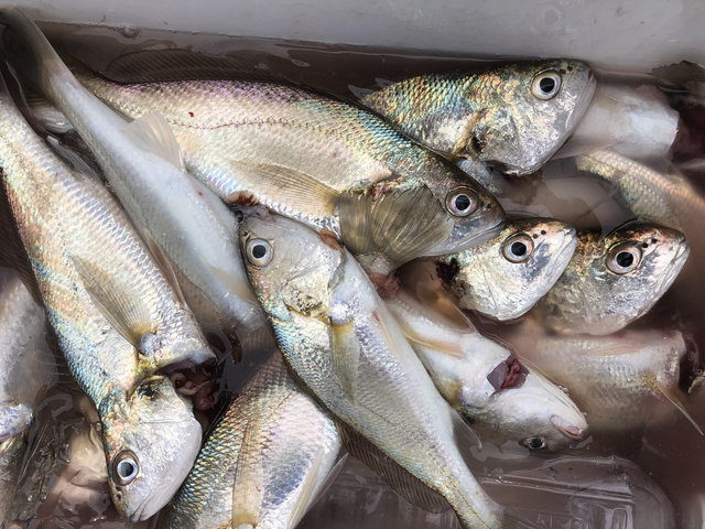 金沢八景 黒川丸 公式サイト 横浜市金沢区金沢八景平潟湾の釣り船