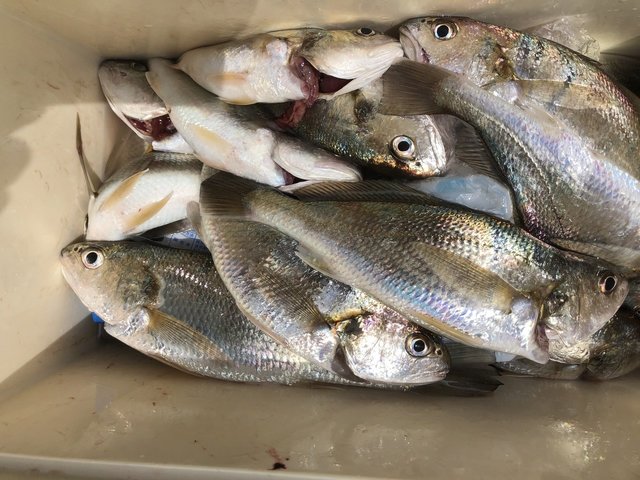 金沢八景 黒川丸 公式サイト 横浜市金沢区金沢八景平潟湾の釣り船