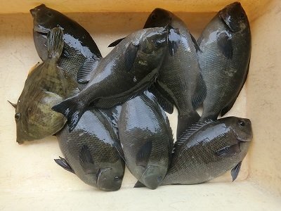 グレ33cm 7匹 の釣果 21年5月日 上野渡船 和歌山 大引港 釣割 グレ33cm 7匹 の釣果 21年5月日 上野渡船 和歌山 大引港 釣割