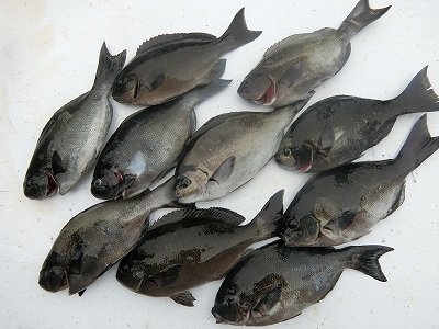 グレ30cm 10匹 の釣果 21年6月15日 上野渡船 和歌山 大引港 釣割 グレ30cm 10匹 の釣果 21年6月15日 上野渡船 和歌山 大引港 釣割