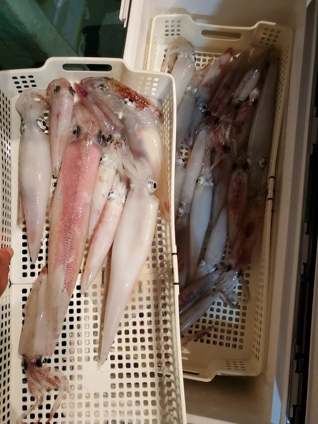 22年7月最新 井本渡船 福井県 の最新釣果情報