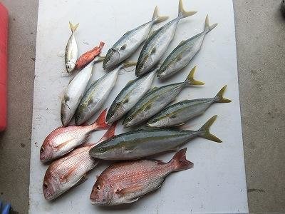 21年10月最新釣果 上野渡船 Bluewater 和歌山県 の船釣り釣果情報