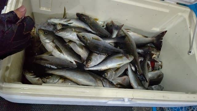 21年10月最新釣果 まつげん丸 福岡県 の船釣り釣果情報