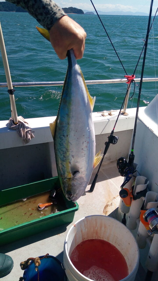 タチウオ の釣果 21年9月日 弘福丸 広島 草津港 釣割