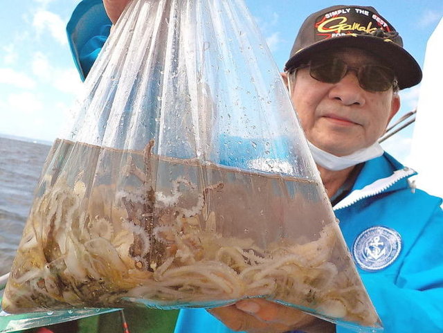 イイダコ の釣果 21年10月11日 みや川丸 千葉 釣割 イイダコ の釣果 21年10月11日 みや川丸 千葉 釣割