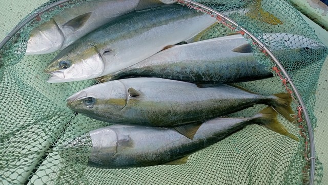 メジロ68cm！5匹！の釣果｜2021年10月27日｜海斗丸（和歌山/）｜釣割