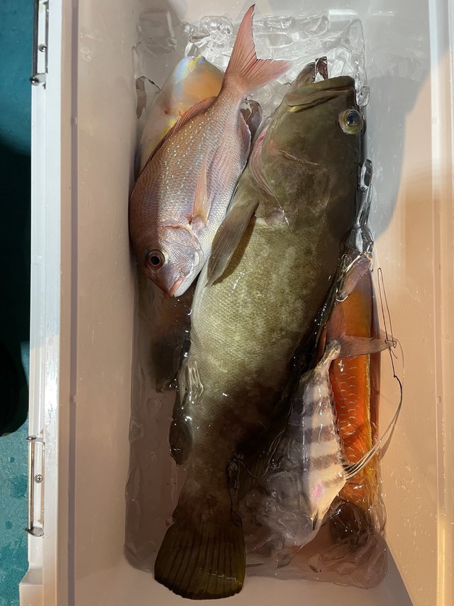 和歌山県で釣れたクエの最新釣果 釣り情報 22年10月