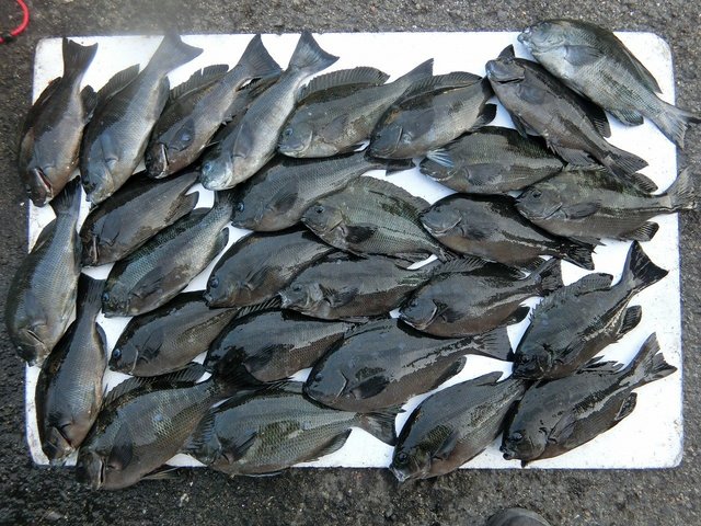 グレ31cm 28匹 の釣果 21年12月15日 上野渡船 和歌山 大引港 釣割 グレ31cm 28匹 の釣果 21年12月15日 上野渡船 和歌山 大引港 釣割