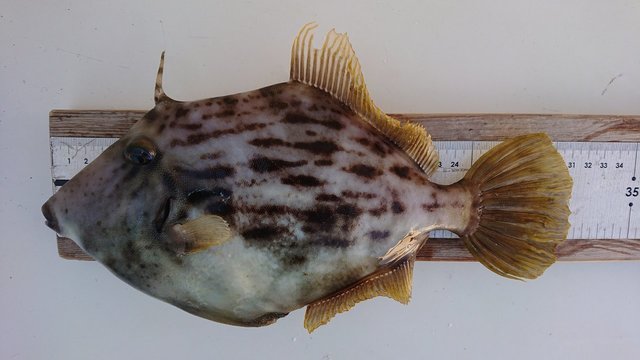 カワハギ30cm 24匹 の釣果 22年1月3日 須原屋 東京 東葛西 船釣り予約 キャスティング船釣り予約