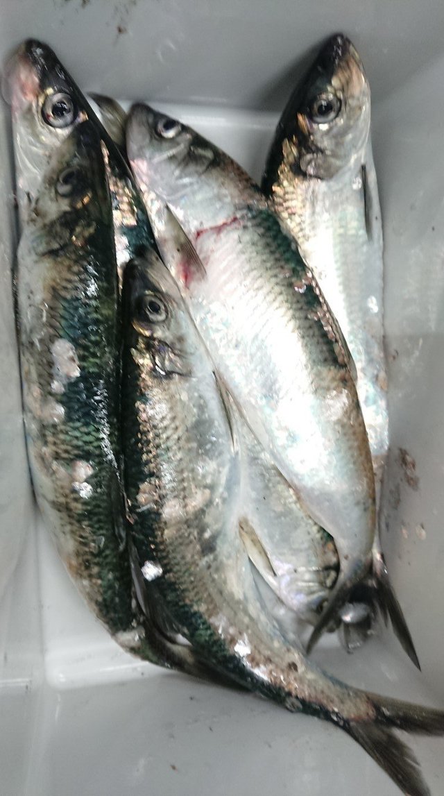 ニシン の釣果 22年1月15日 フィッシュランド星が浦 北海道 釧路西港 釣割