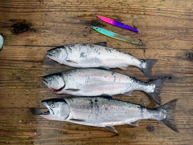 サクラマス の釣果 22年1月日 フィッシュランド星が浦 北海道 釧路西港 釣割