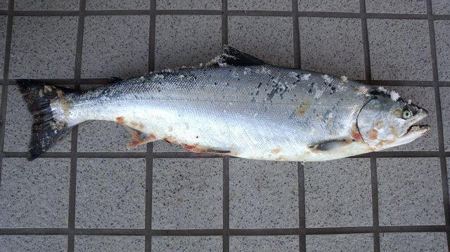 サクラマス 5匹 の釣果 22年1月21日 フィッシュランド星が浦 北海道 釧路西港 釣割