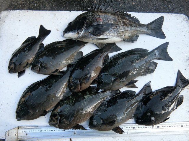 グレ41cm 8匹 の釣果 22年1月28日 上野渡船 和歌山 大引港 釣割 グレ41cm 8匹 の釣果 22年1月28日 上野渡船 和歌山 大引港 釣割