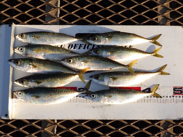 アジ22cm 1匹 の釣果 22年2月3日 大黒海づり施設 神奈川 大黒埠頭 釣割