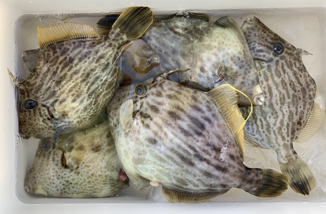 カワハギ29cm 8匹 の釣果 22年2月6日 八隆丸 神奈川 釣割