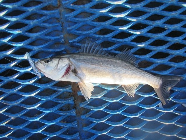 スズキ66cm 1匹 の釣果 22年2月9日 オリジナルメーカー海づり公園 千葉 千葉港 釣割