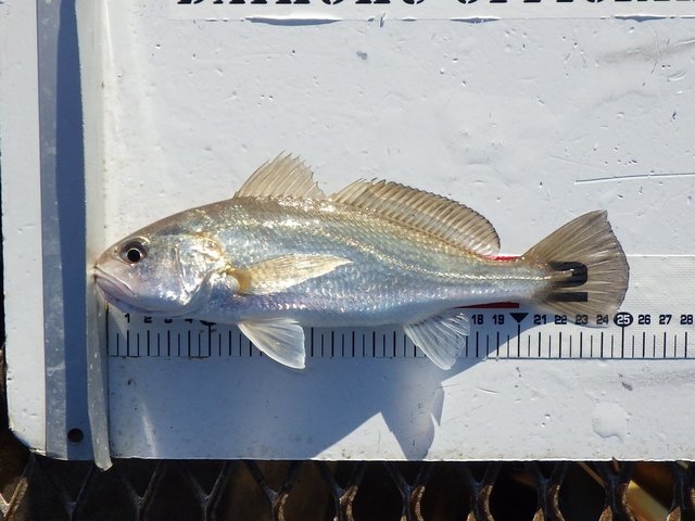 イシモチ26cm 1匹 の釣果 22年2月16日 大黒海づり施設 神奈川 大黒埠頭 釣割