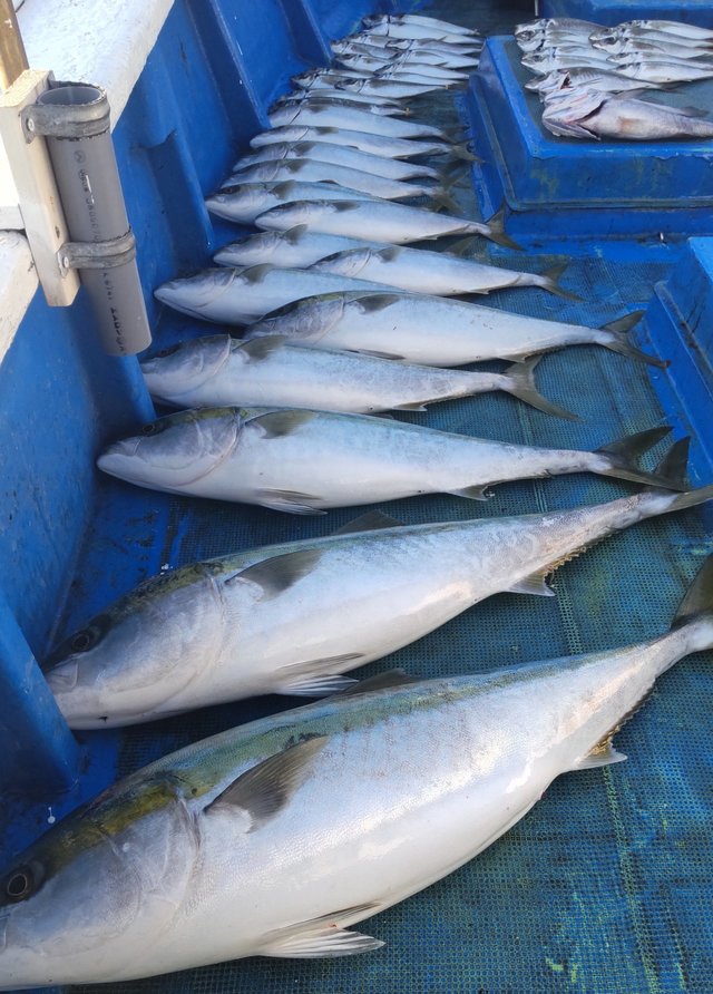 関西で釣れたマサバの最新釣果 釣り情報 22年12月