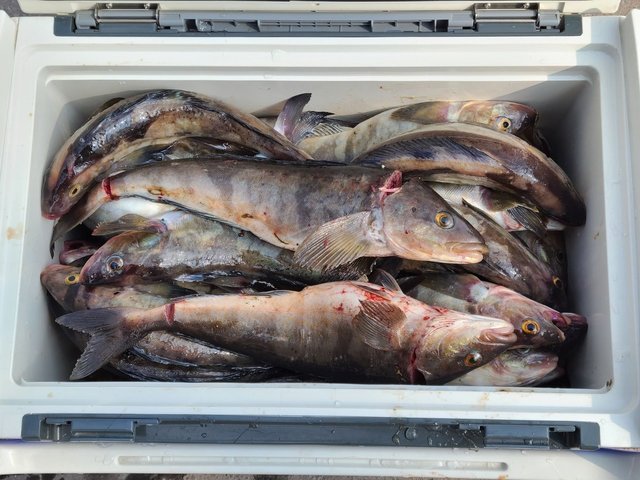 ホッケ 59匹 の釣果 22年3月11日 フィッシュランド星が浦 北海道 釧路西港 釣割 ホッケ 59匹 の釣果 22年3月11日 フィッシュランド星が浦 北海道 釧路西港 釣割