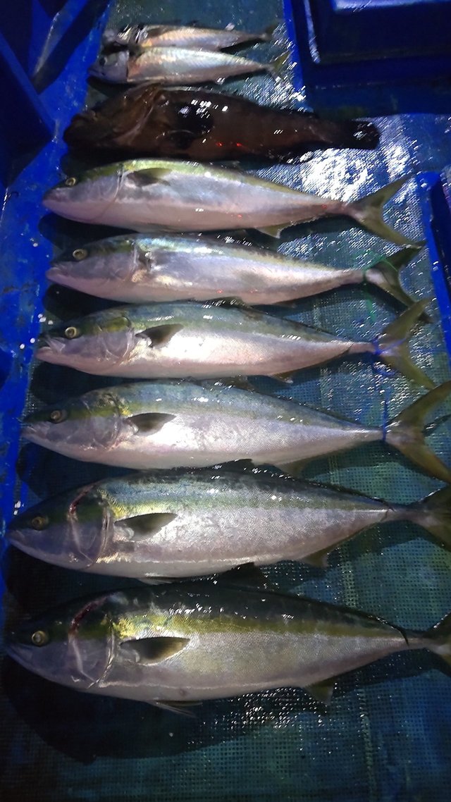 和歌山県で釣れたクエの最新釣果 釣り情報 22年10月