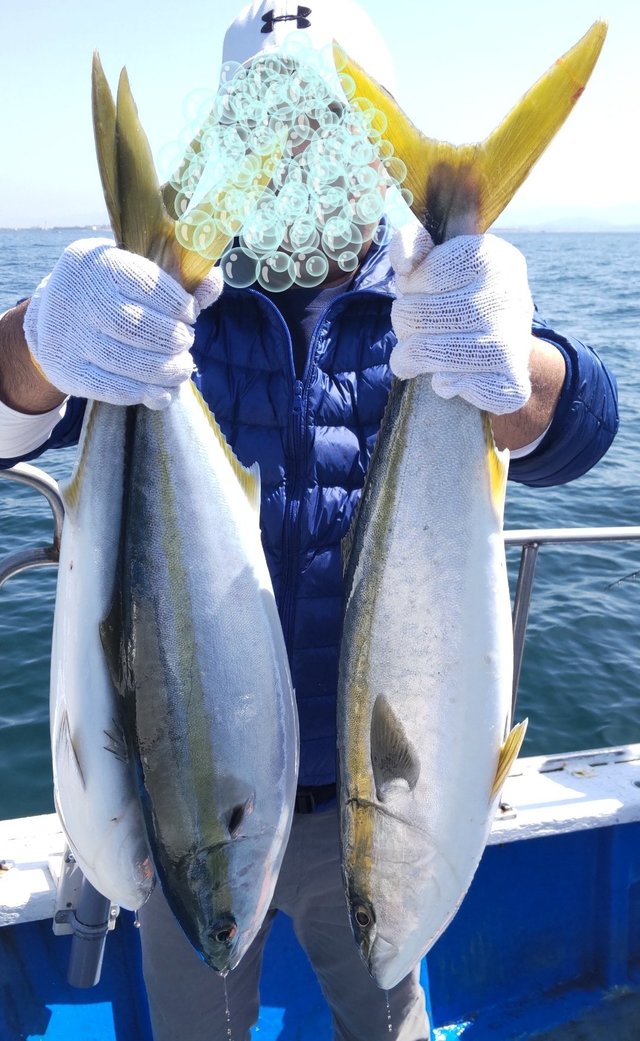 和歌山県で釣れたクエの最新釣果 釣り情報 22年10月