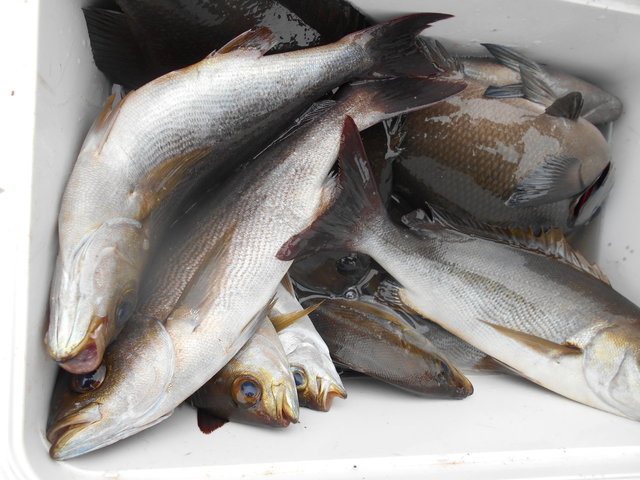 22年9月最新 八平丸 千葉県 の最新釣果情報