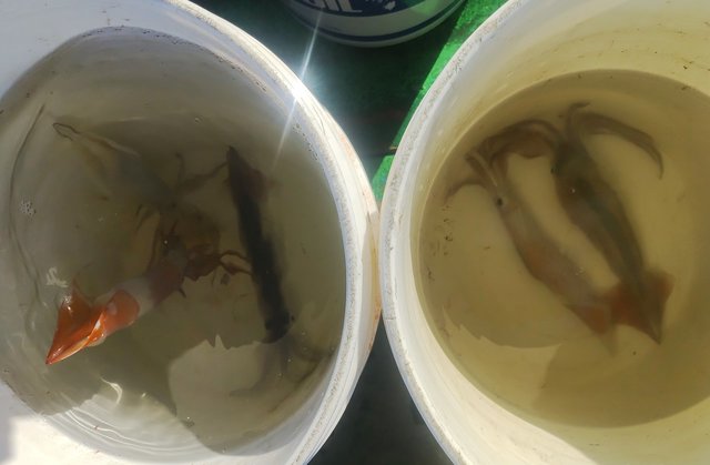 富山県で釣れたヤリイカの最新釣果 釣り情報 22年11月 富山県で釣れたヤリイカの最新釣果 釣り情報 22年11月