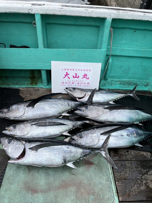 三重県で釣れたビンナガの最新釣果 釣り情報 22年11月