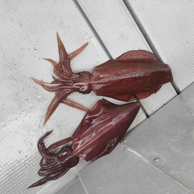 沖縄県で釣れたアオリイカの最新釣果 釣り情報 22年11月