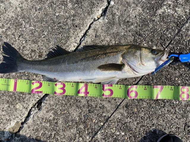 シーバス75cm 1匹 の釣果 22年4月日 ヤザワ渡船 大阪 大阪北港 釣割