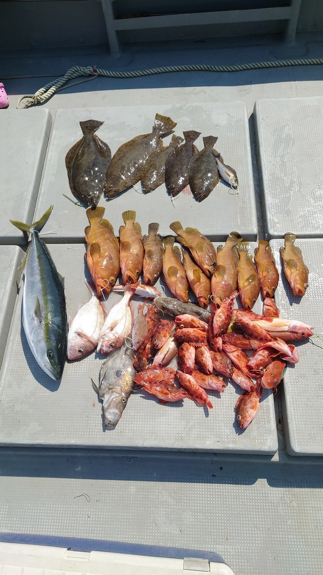 長崎県で釣れたキジハタの最新釣果 釣り情報 22年9月