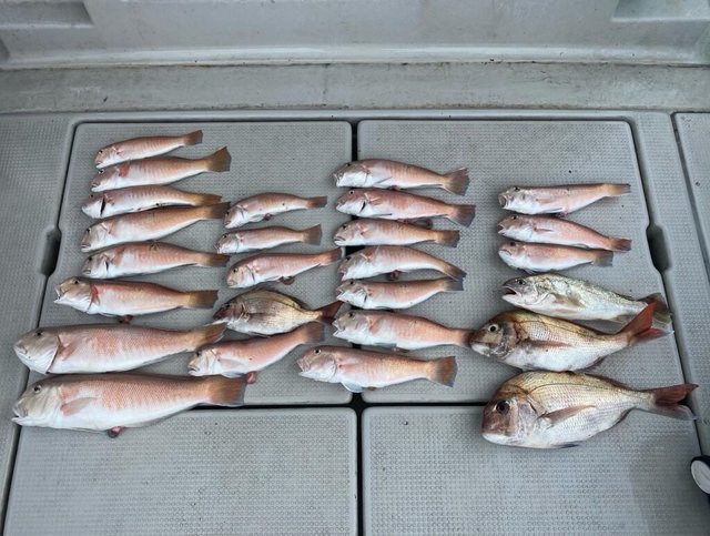 アカアマダイを関西で釣った最新釣果 釣り情報 22年12月