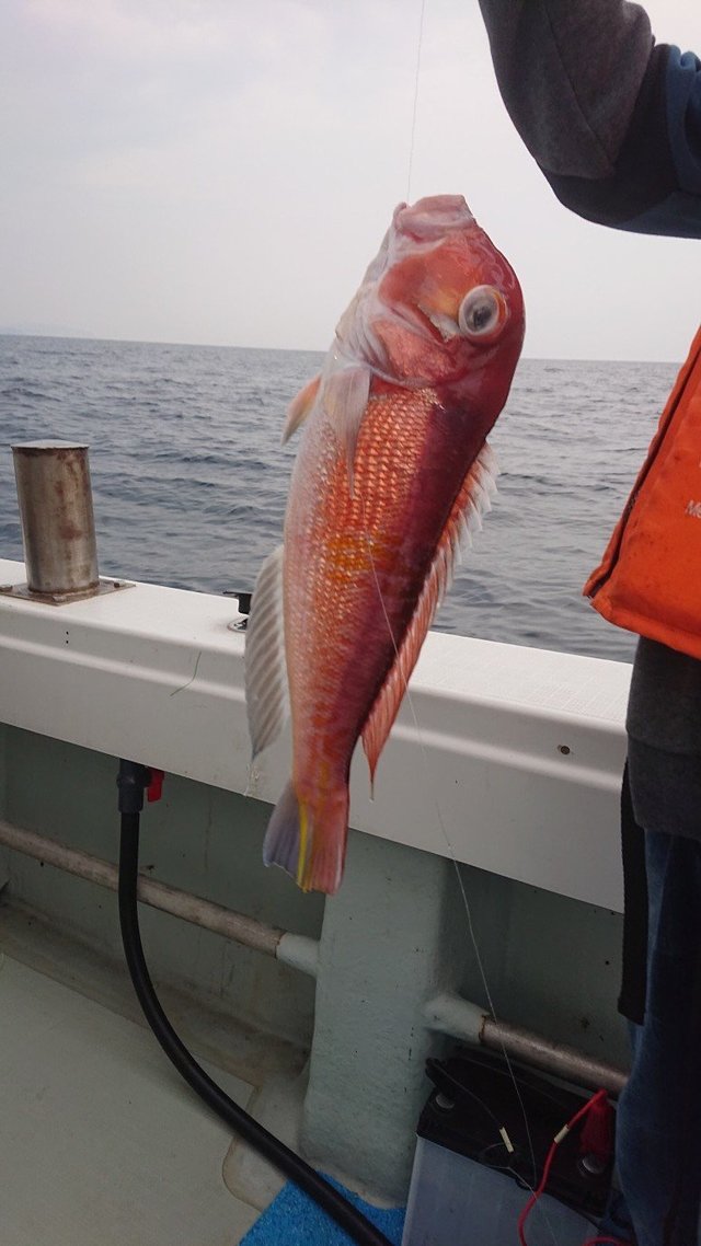 アカアマダイを関西で釣った最新釣果 釣り情報 22年12月