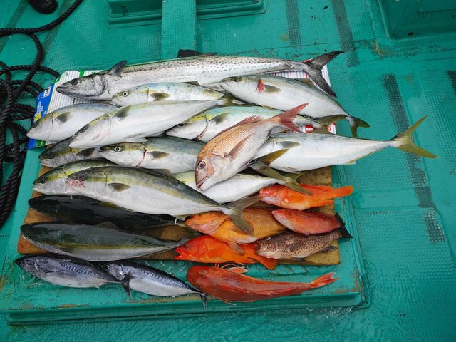 三重県で釣れたキュウセンの最新釣果 釣り情報 22年9月