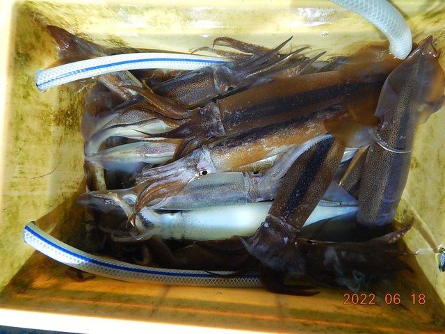 新潟県で釣れたヤリイカの最新釣果 釣り情報 22年11月