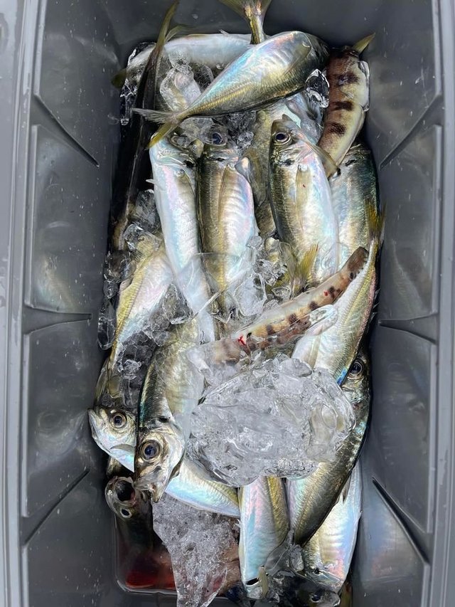 広島県で釣れたマアジの最新釣果 釣り情報 22年10月