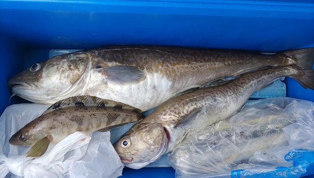 富山県で釣れたホッケの最新釣果 釣り情報 22年8月 富山県で釣れたホッケの最新釣果 釣り情報 22年8月