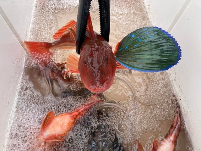 神奈川県で釣れたオニオコゼの最新釣果 釣り情報 22年10月