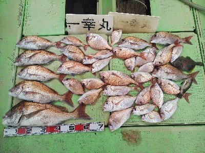 山口県で釣れたカワハギの最新釣果 釣り情報 22年9月