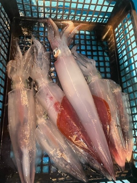 鳥取県で釣れたマサバの最新釣果 釣り情報 22年9月