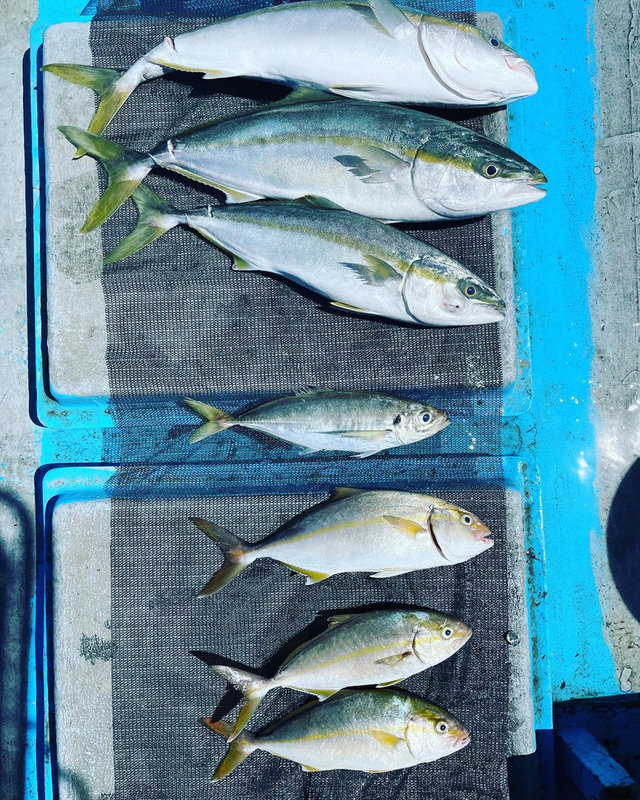関西で釣れたカンパチの最新釣果 釣り情報 22年12月