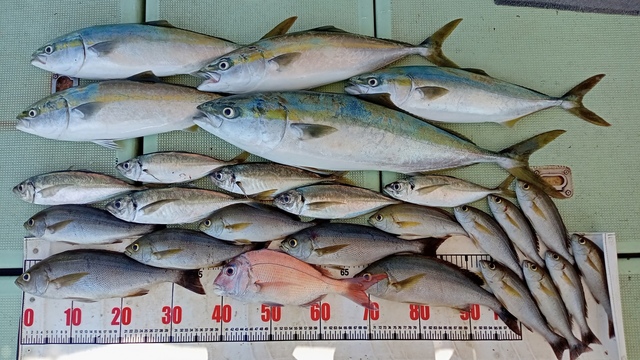 マダイを関西で釣った最新釣果 釣り情報 22年12月