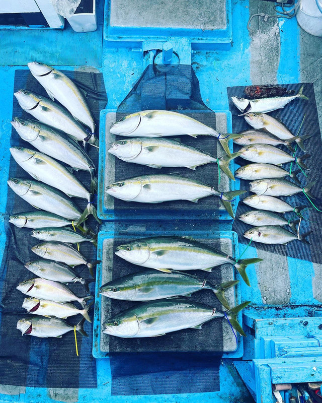 和歌山県で釣れたオニオコゼの最新釣果 釣り情報 22年9月