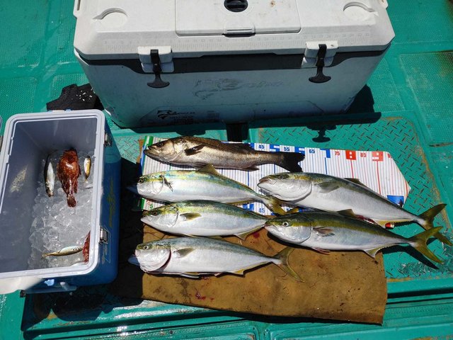 三重県で釣れたクロムツの最新釣果 釣り情報 22年9月