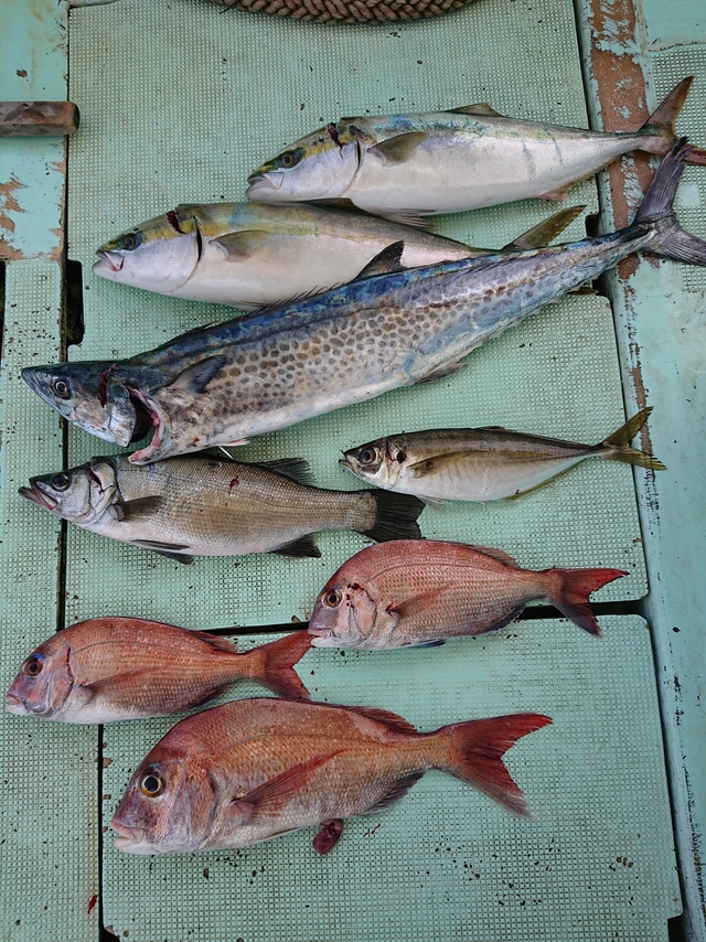 マダイを関西で釣った最新釣果 釣り情報 22年12月
