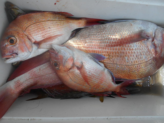 八平丸 公式サイト 鴨川市江見太夫崎太夫崎港の釣り船