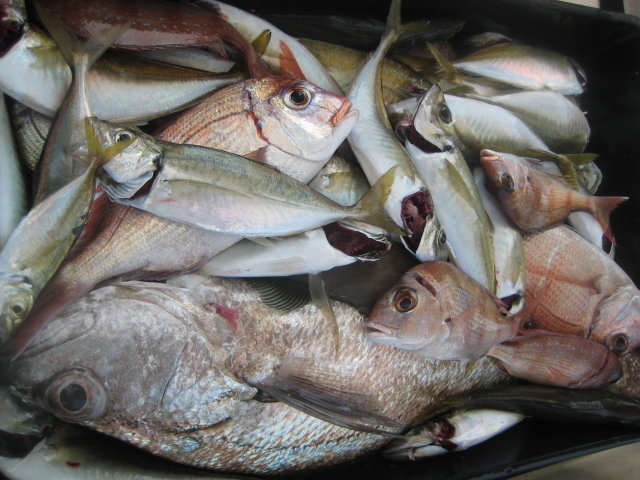 広島県で釣れたマアジの最新釣果 釣り情報 22年10月