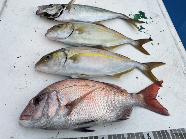 マダイを関西で釣った最新釣果 釣り情報 22年12月